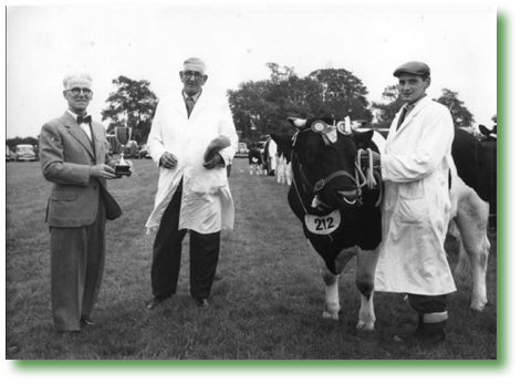 Prizewinning Bull
1959